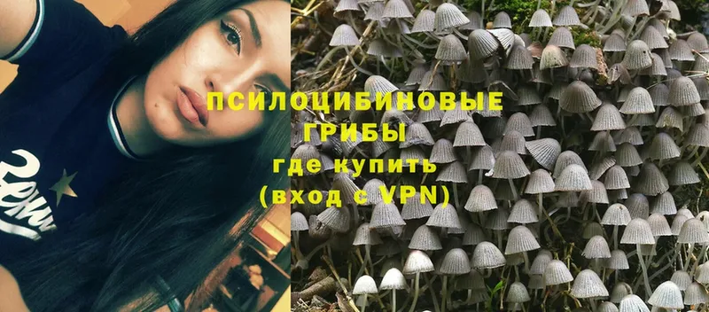 omg ССЫЛКА  Качканар  Псилоцибиновые грибы Psilocybe 